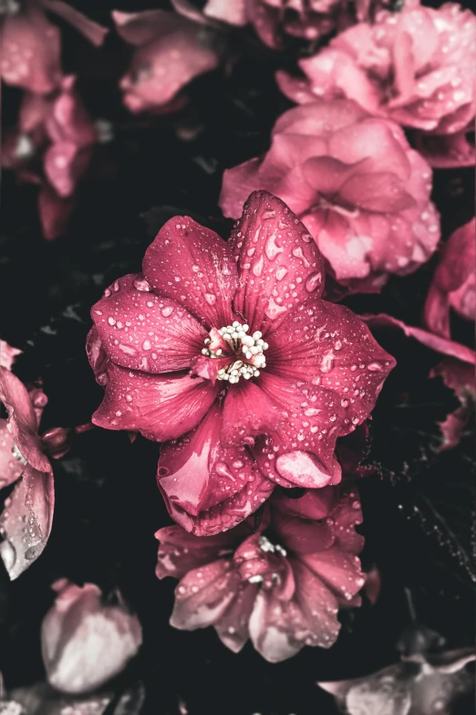 a bunch of pink flowers with water droplets on them, a stipple, by Elsie Few, trending on unsplash, red monochrome, brooding, unsplash photo contest winner, no cropping