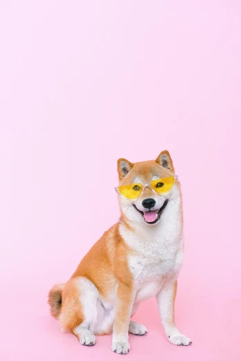 a brown and white dog wearing sunglasses on a pink background, by Julia Pishtar, trending on pexels, shiba inu, on yellow paper, gif, laser