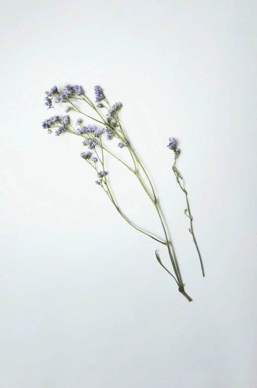 a bunch of purple flowers sitting on top of a table, plain background, botanical herbarium, detailed product shot, soft grey and blue natural light