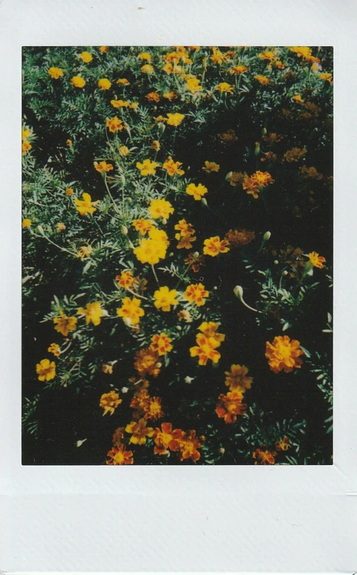 a polaroid picture of a field of yellow flowers, inspired by Elsa Bleda, color screenprint, reza afshar, with a garden, jordan lamarre - wan