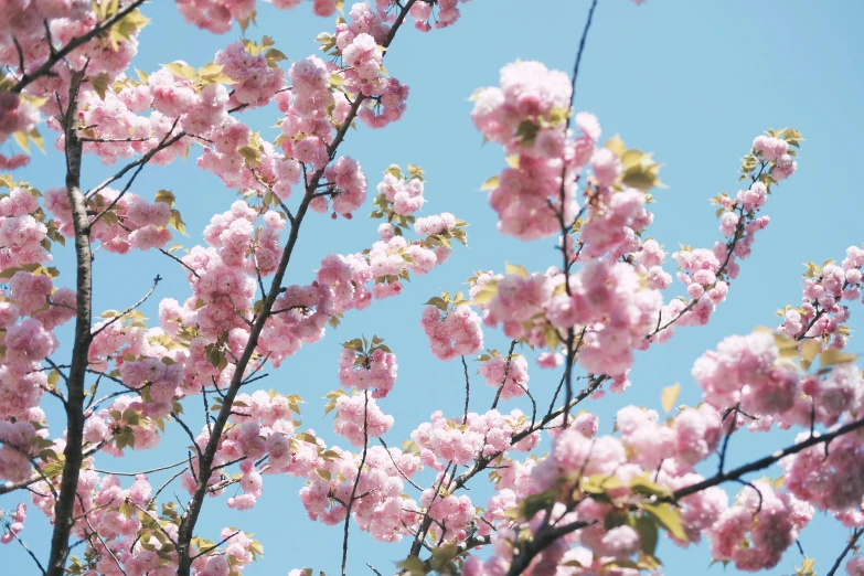 a tree with pink flowers against a blue sky, unsplash, japanese flower arrangements, instagram post, rinko kawauchi, no cropping