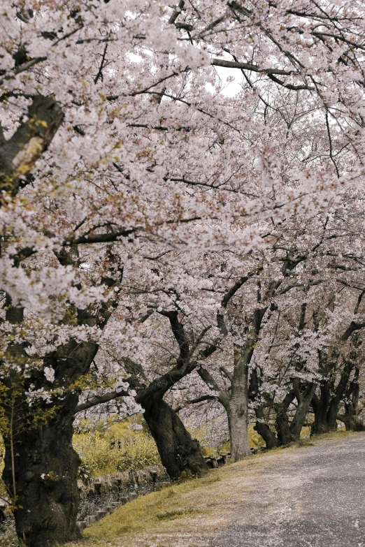 a bunch of trees that are next to a road, inspired by Miyagawa Chōshun, unsplash, sōsaku hanga, lots of sakura flowers, fruit trees, grey, over-shoulder shot