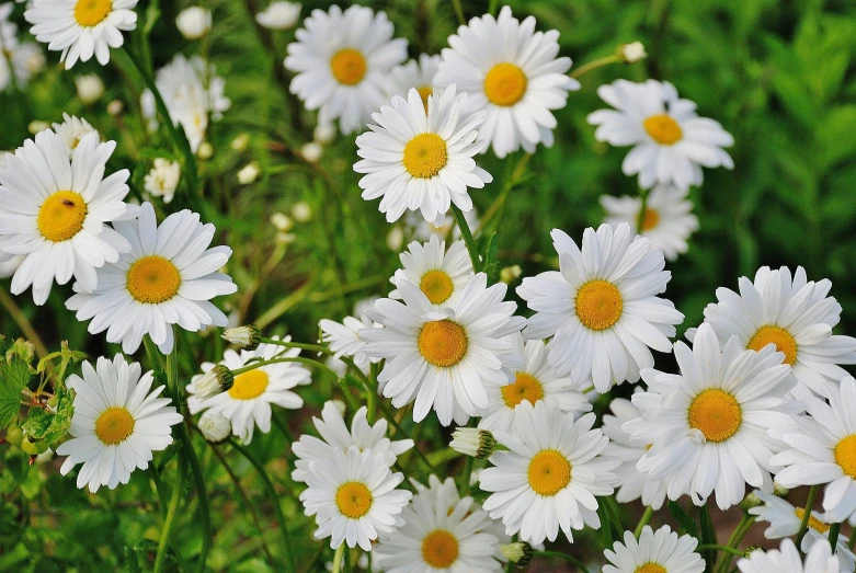 a bunch of white flowers with yellow centers, by Carey Morris, pixabay, 1024x1024, summer meadow, with a white muzzle, chamomile