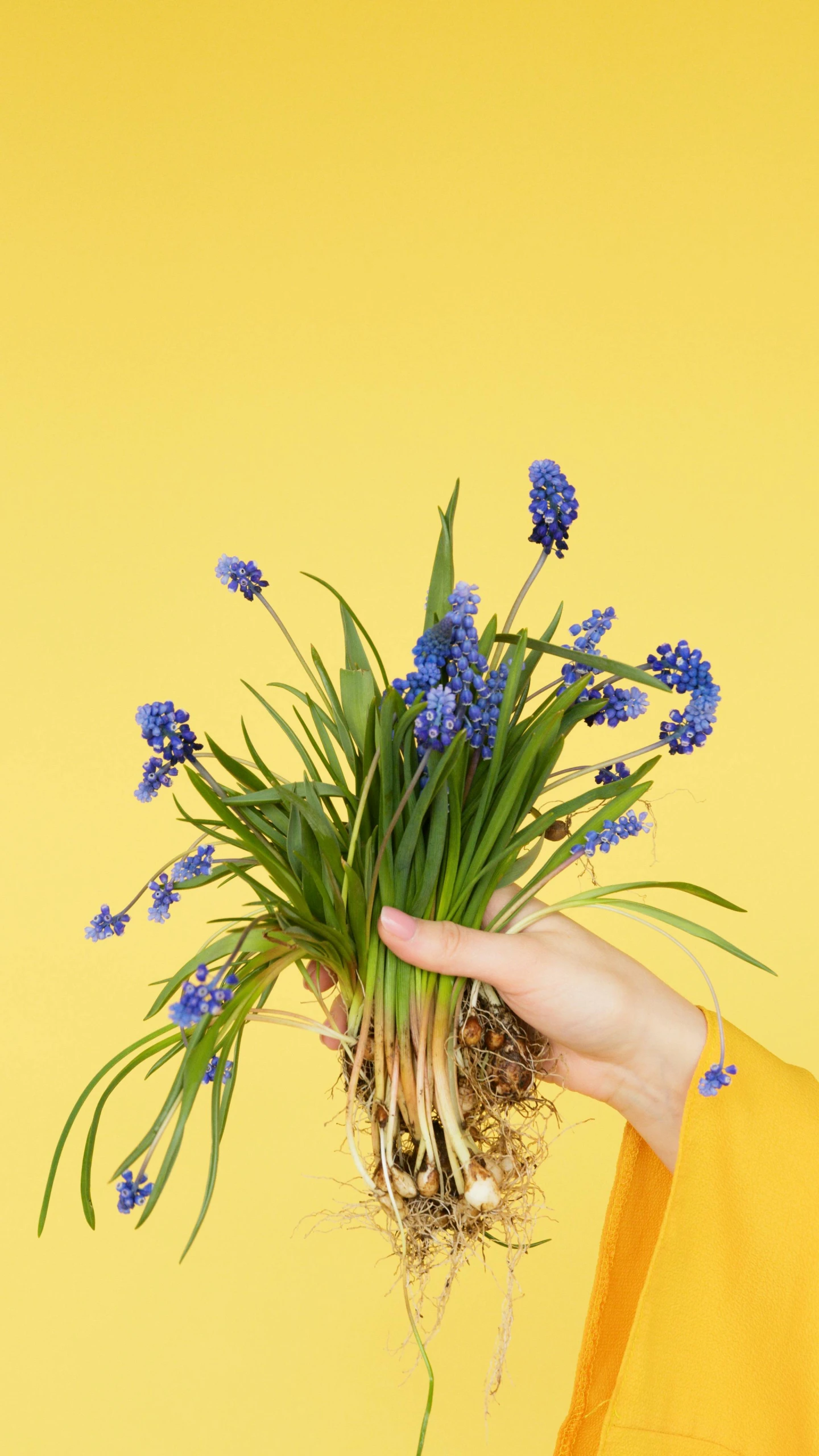 a person holding a bunch of flowers in their hand, unsplash, conceptual art, grape hyacinth, clemens ascher, plant roots, vibrant blue