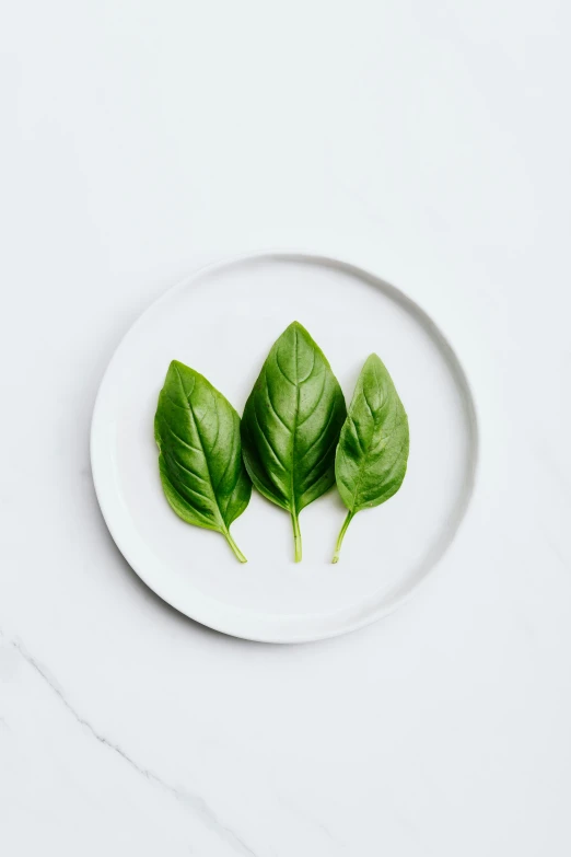 two green leaves on a white plate, inspired by Raphael, unsplash, fresh basil, detailed product image, front facing, multiple stories