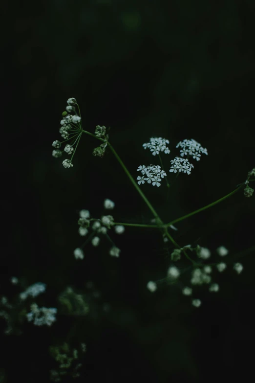 small white flowers against a black background, an album cover, unsplash, late evening, herbs, low quality photo, tall