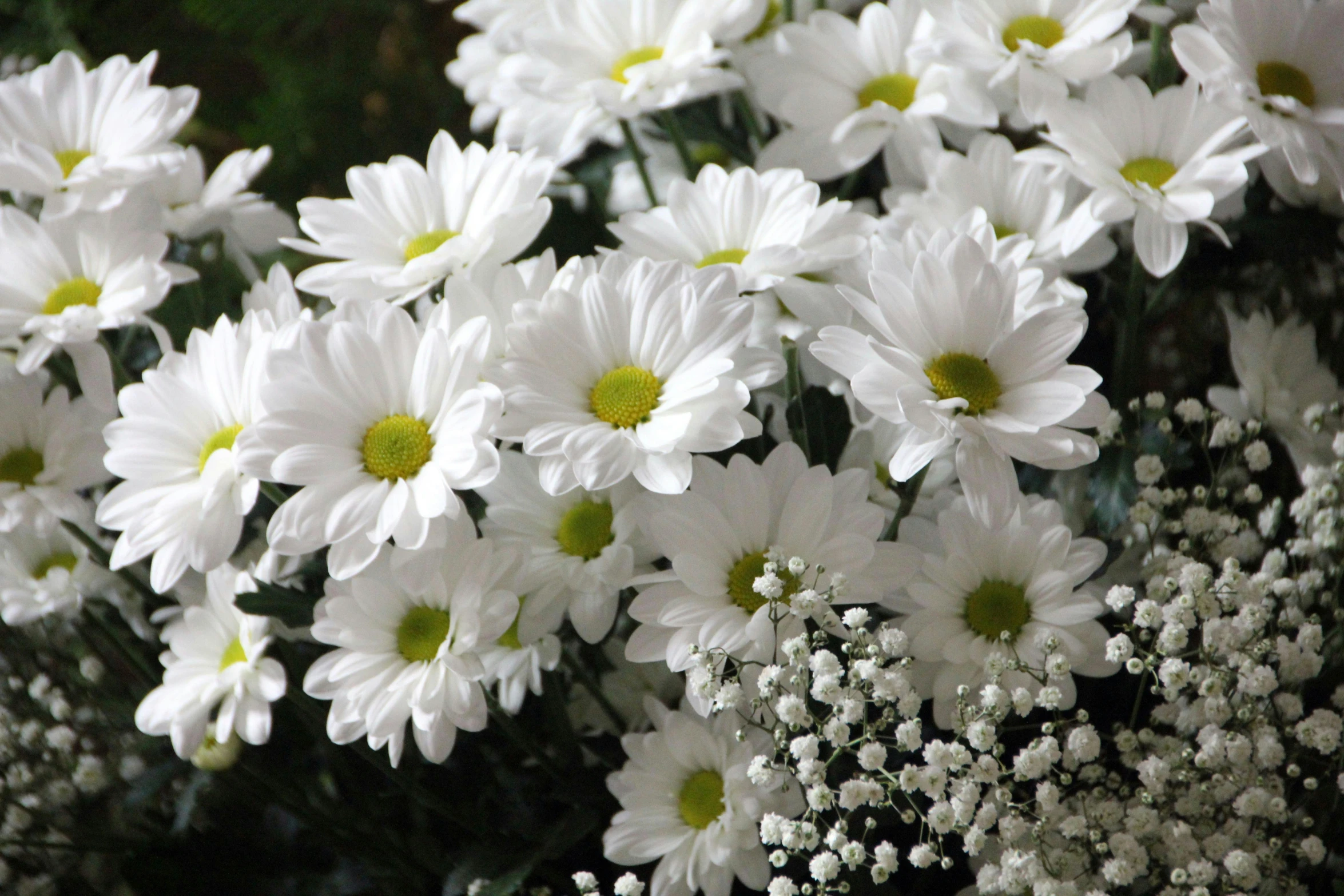 a bunch of white flowers in a vase, lying on a bed of daisies, slide show, up-close, zoomed in