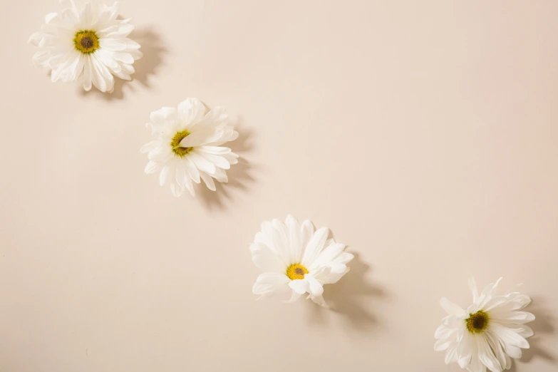 a group of white flowers sitting on top of a white surface, trending on pexels, aestheticism, beige background, background image, floating in mid - air, repeating pattern