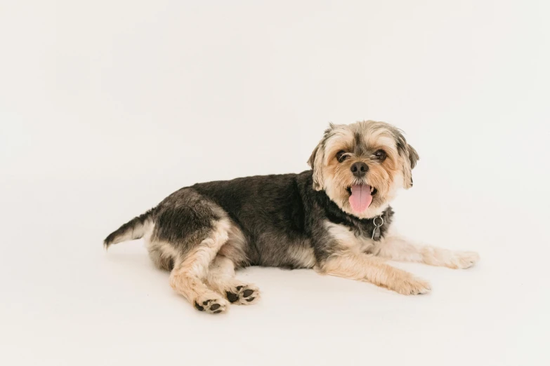 a small dog laying on top of a white floor, by Emma Andijewska, pexels, happy with his mouth open, manuka, plain background, thumbnail