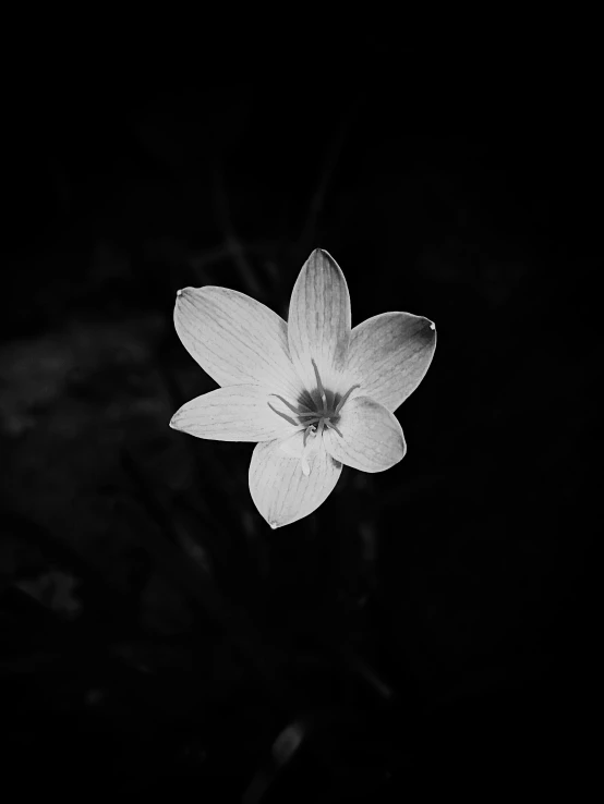 a black and white photo of a flower, night. by greg rutkowski, alessio albi, lily