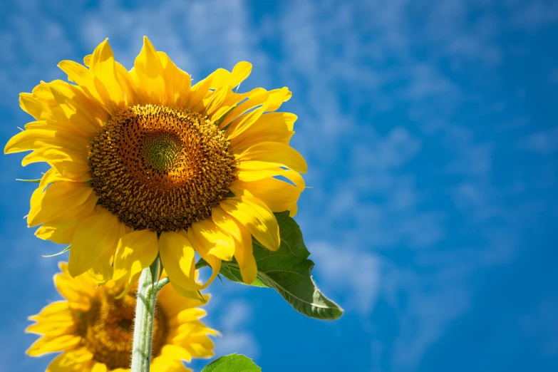 a close up of a sunflower with a blue sky in the background, unsplash, profile image, very high resolution, a high angle shot, high quality image”