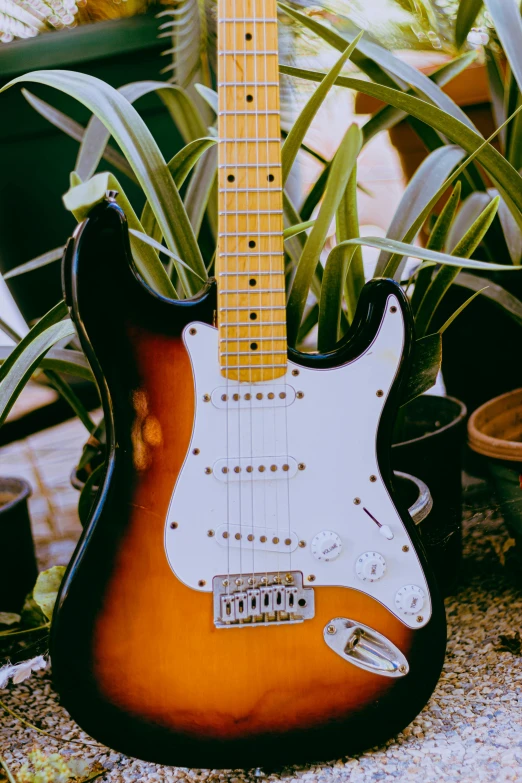 a guitar sitting on top of a table next to a potted plant, pexels contest winner, fender stratocaster, front facing shot, exterior shot, multiple stories