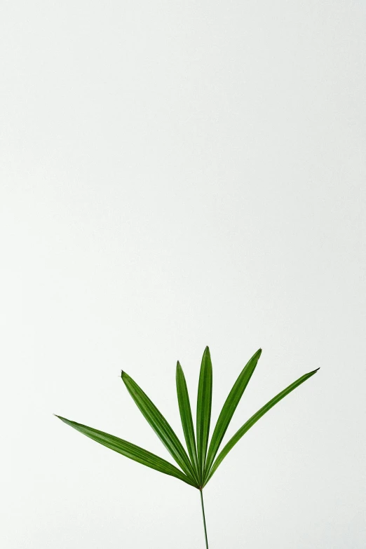 a close up of a plant in a vase on a table, by Daniel Seghers, minimalism, white backdrop, top angle, commercially ready, palm pattern visible