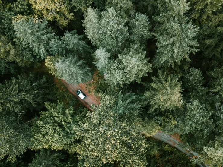 a truck driving through a lush green forest, inspired by Elsa Bleda, unsplash contest winner, hurufiyya, top view of convertible, forest picnic, oregon, american astronaut in the forest