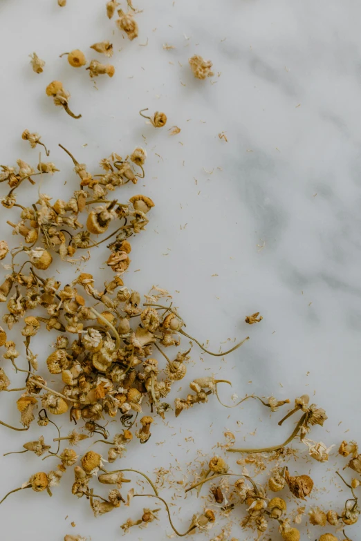 a bunch of dried flowers on a marble surface, a picture, trending on pexels, chamomile, high quality product image”, zoomed out to show entire image, short golden curls