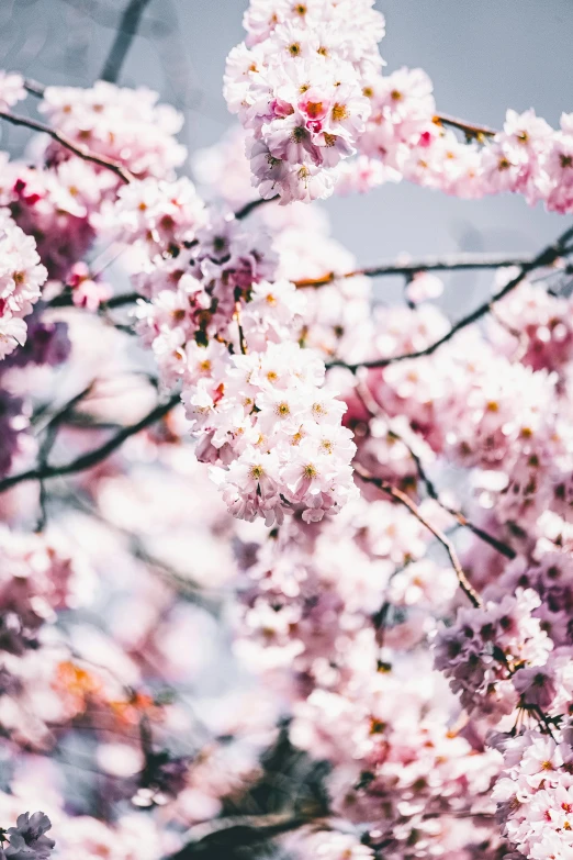 a bunch of pink flowers on a tree, by Niko Henrichon, trending on unsplash, lush sakura trees, ilustration, covered in, zoomed in