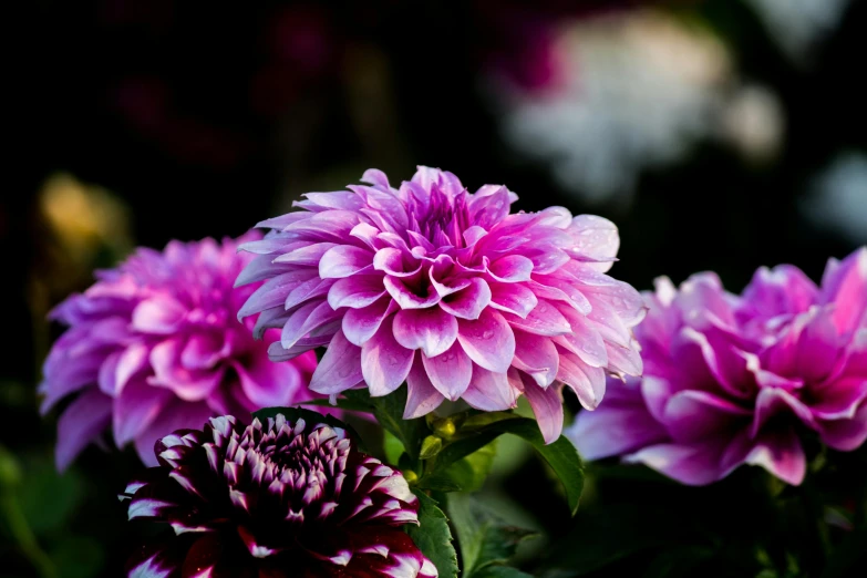 a close up of a bunch of purple flowers, a portrait, unsplash, dahlias, taken with sony alpha 9, ornamental, pink