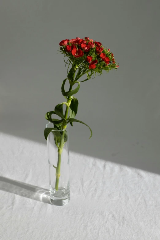 a single red flower in a clear vase, tufted softly, full product shot, the flower tower, long view