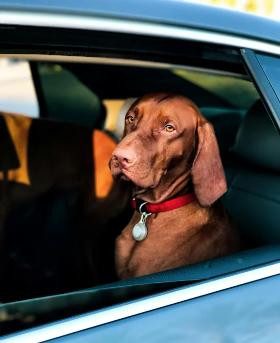 a dog sitting in the passenger seat of a car, by Gavin Hamilton, pexels contest winner, square, red car, press shot, breeding