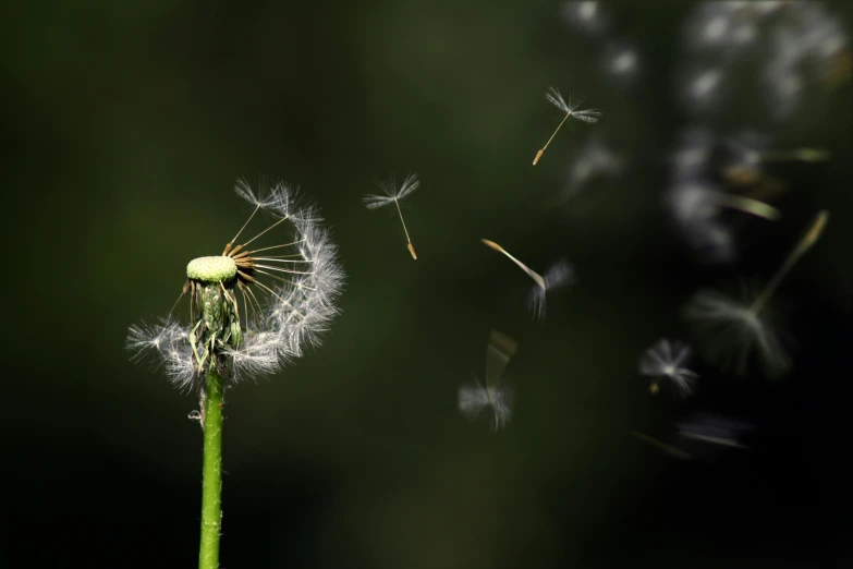 a close up of a dandelion blowing in the wind, by Andries Stock, pexels contest winner, hurufiyya, floating objects, ilustration, right side composition, 15081959 21121991 01012000 4k