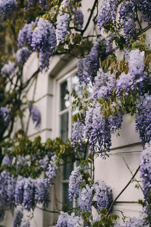 a bunch of purple flowers growing on the side of a building, a photo, by Rachel Reckitt, trending on unsplash, weeping willows, white and pale blue, london, covered in flame porcelain vine