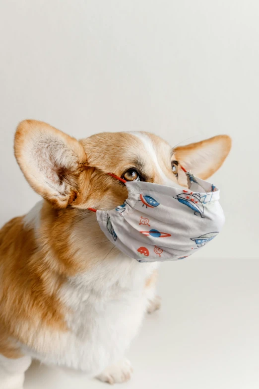 a brown and white dog wearing a face mask, by Will Ellis, corgi, gray, product shot, multicolored