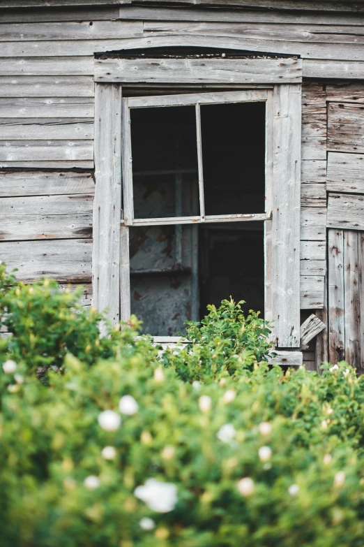 an old wooden house with a broken window, inspired by Isaac Levitan, unsplash, shrubs, manuka, reclaimed lumber, portrait photo