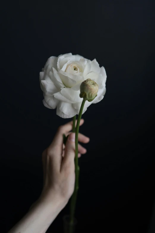 a person holding a white flower in their hand, dark backdrop, natural point rose', single figure, large tall