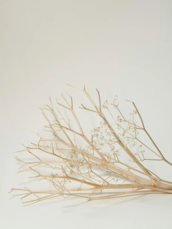 a bunch of dried flowers on a white surface, by Ellen Gallagher, trending on unsplash, conceptual art, gypsophila, willow plant, detailed product photo, made of leaf skeleton