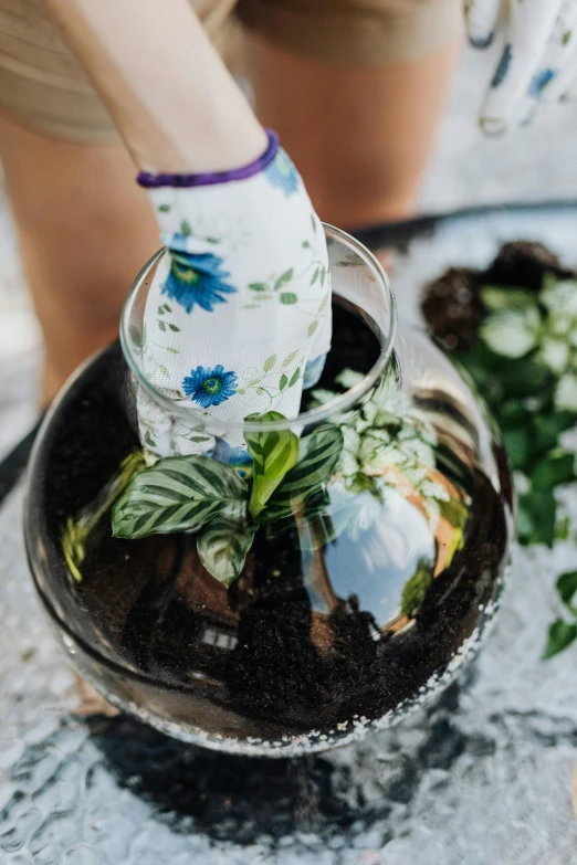 a close up of a person holding a plant in a bowl, glass jar, blue flowers accents, black sand, basil