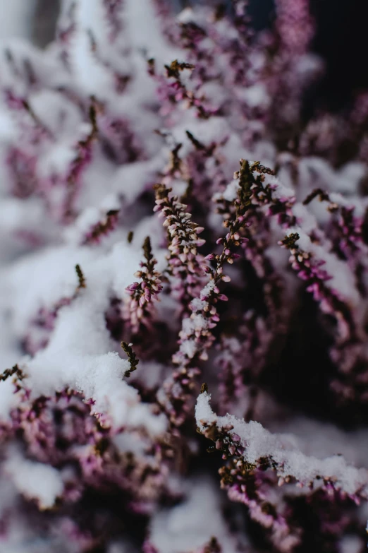 a bunch of purple flowers covered in snow, by Jesper Knudsen, trending on pexels, smooth intricate, maroon, low detailed, dessert