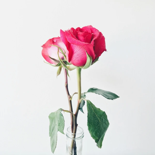 a single rose in a glass vase on a table, a photo, pexels, 🎀 🗡 🍓 🧚, red and magenta flowers, on a white background, bottle