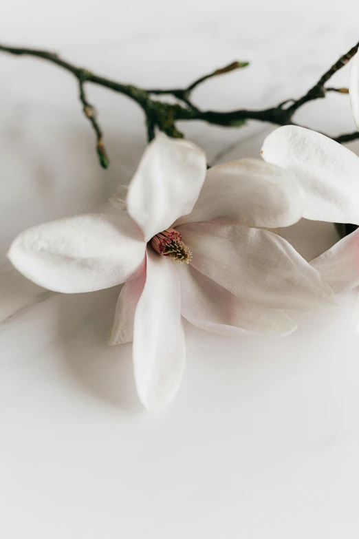 a white flower sitting on top of a white table, by Grace Polit, trending on unsplash, magnolia stems, honey, background image, made of glazed