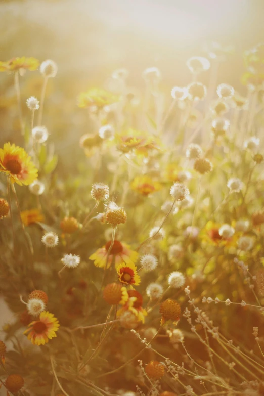 a field full of yellow and white flowers, inspired by Elsa Bleda, trending on unsplash, romanticism, sunfaded, made of wildflowers, lights on, dusty light