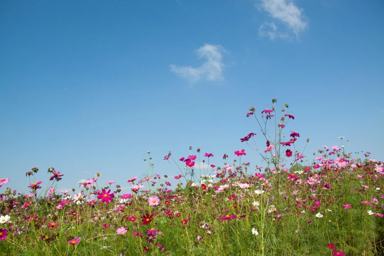 a field full of pink and white flowers, by Rachel Reckitt, unsplash, clear blue sky, dezeen, miniature cosmos, picnic