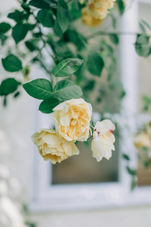 a bunch of yellow roses in front of a window, unsplash, delicate embellishments, lush garden surroundings, julia sarda, low detail