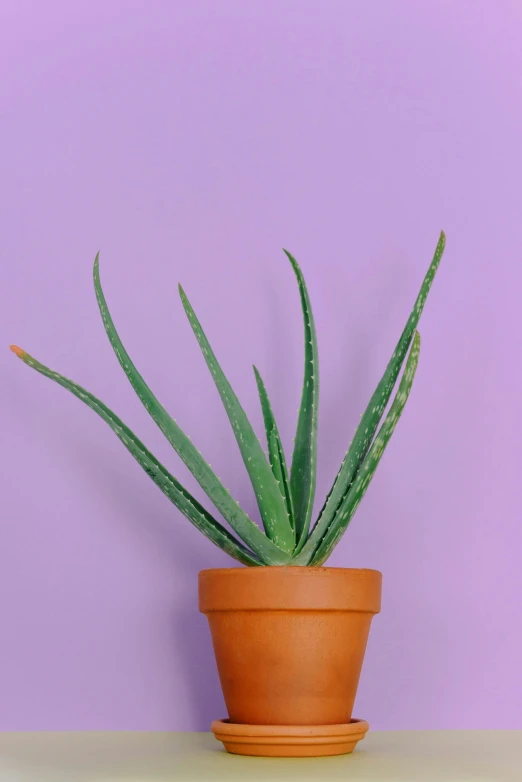 a potted plant on a shelf against a purple wall, spiky skin, neck zoomed in, detailed product image, straight camera view