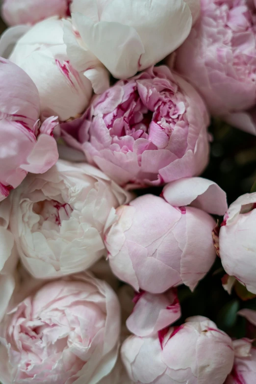 a close up of a bunch of pink flowers, baroque, many peonies, soft muted colors, subtle detailing, highly polished