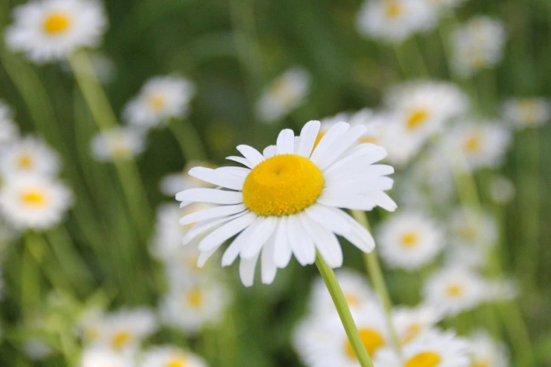 a field of white flowers with yellow centers, an album cover, by David Simpson, pexels contest winner, chamomile, low detail, today\'s featured photograph 4k, multicoloured