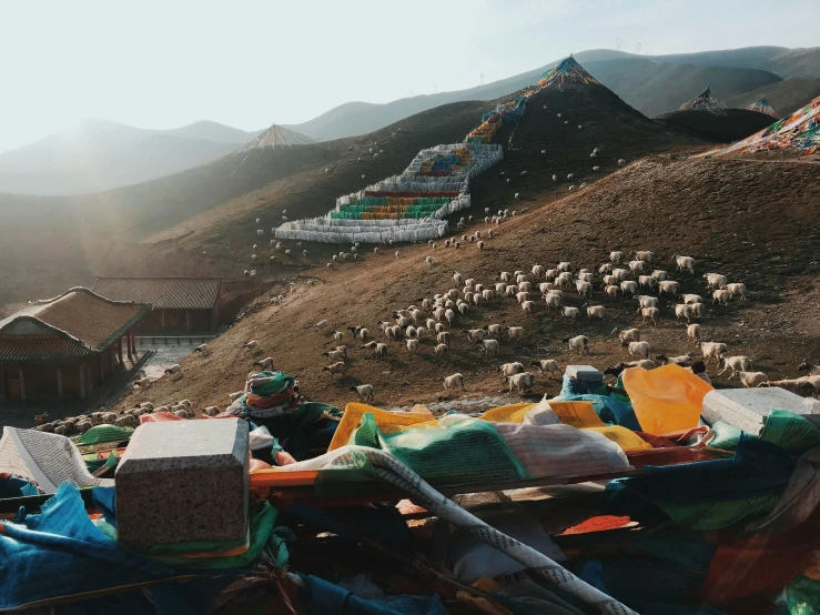 a herd of sheep standing on top of a lush green hillside, unsplash contest winner, cloisonnism, tibetan inspired architecture, tools and junk on the ground, prayer flags, late afternoon sun