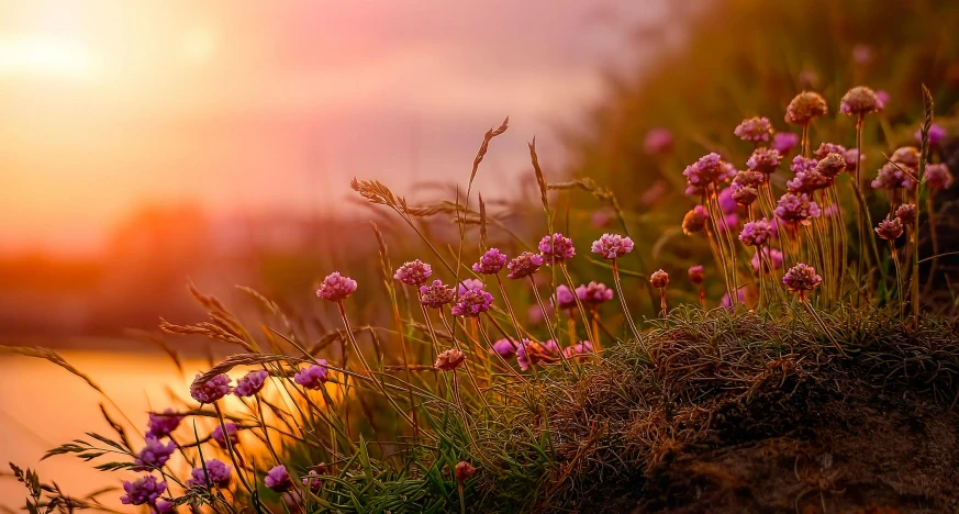 a close up of flowers near a body of water, by Jesper Knudsen, pexels contest winner, romanticism, pink grass, sun set, clover, in the hillside