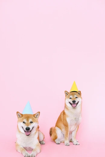 two dogs sitting next to each other on a pink background, by Julia Pishtar, trending on unsplash, party hats, shiba inu, ffffound, on a gray background