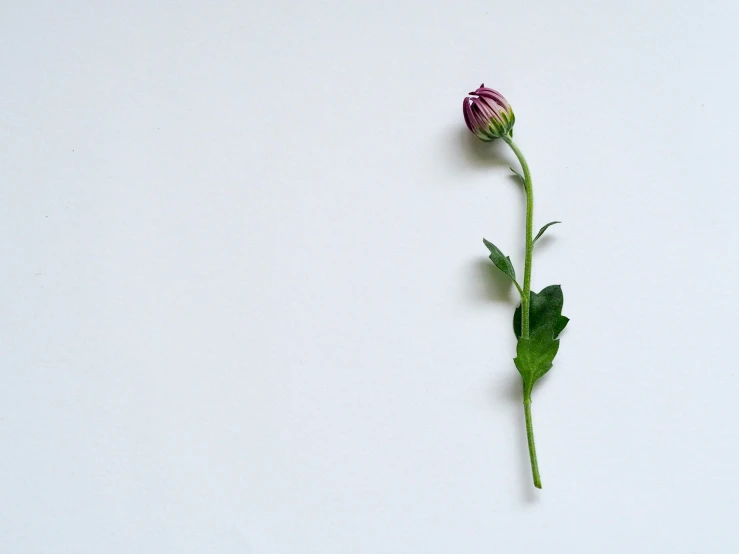 a single flower sitting on top of a white surface, flower buds, but minimalist, chrysanthemum eos-1d, rose twining