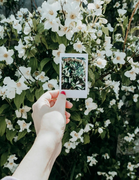 a person taking a picture of some white flowers, a polaroid photo, bushes in the background, white border, story telling aesthetic, selfie photo