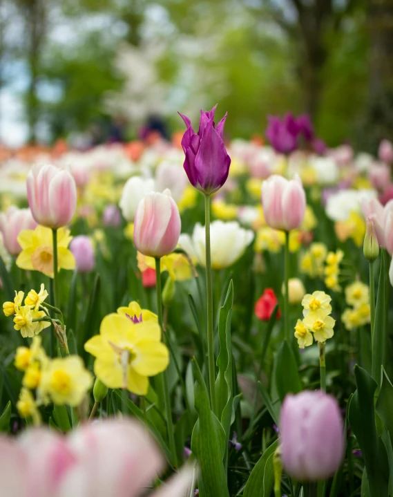 a field of colorful tulips and daffodils, by Jan Tengnagel, unsplash, pink white and green, slightly pixelated, photo of zurich, pink yellow flowers