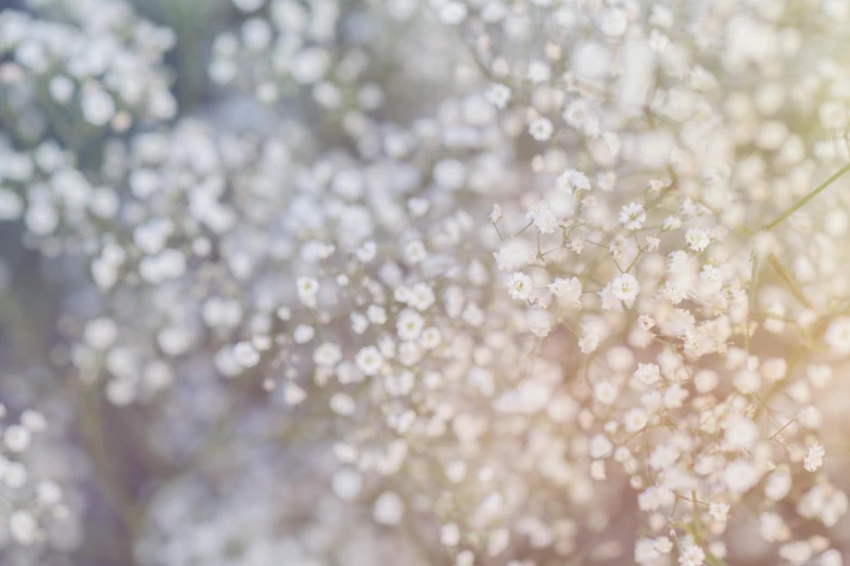 a bunch of small white flowers in a field, inspired by Elsa Bleda, light and space, ethereal bubbles, pearlescent hues, high-quality wallpaper, white