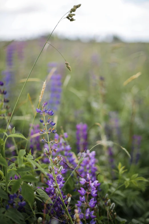 a field full of purple flowers under a cloudy sky, by David Simpson, unsplash, winged insects and stems, salvia, standing in tall grass, low detail