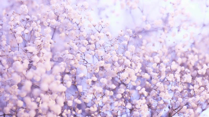 a close up of a bunch of white flowers, a picture, by Zofia Stryjenska, trending on unsplash, aestheticism, soft lilac skies, cotton candy trees, gypsophila, background image