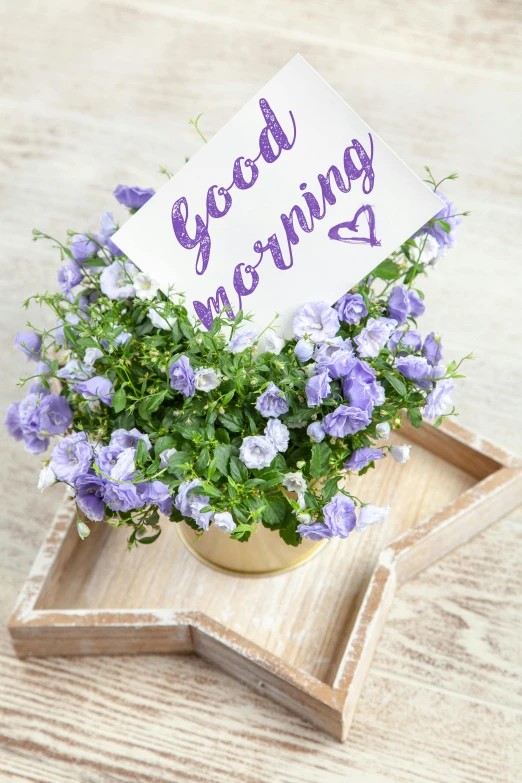 a small potted plant sitting on top of a wooden tray, by Lynn Pauley, morning glory flowers, message, stars, indoor setting