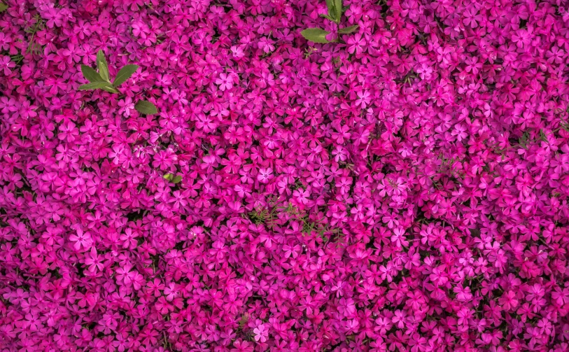 a field of pink flowers with green leaves, a digital rendering, by Andries Stock, pexels, color field, top down view, lobelia, bright fuchsia skin, jasmine